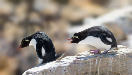 Rockhopper Penguin are the most widespread crested penguinsの写真素材