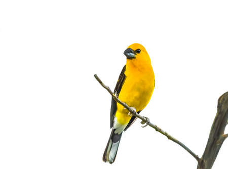 Yellow Grosbeak are in overall in most of Mexico, but rich golden yellow in Chiapas and Guatemalaの写真素材