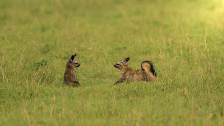 Bat eared fox kits playing at sunsetの写真素材