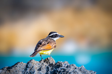 Kiskadee on a rock near the Champagne beach in Bermudaの写真素材