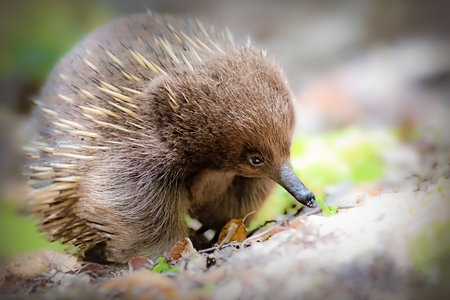 Echidna foraging for food in Tasmania Australiaの写真素材