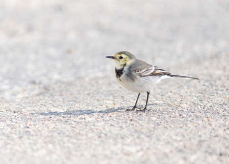 White Wagtail on the ground in Greece
