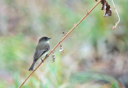 Easterb Phoebe perched on a stick in the woodsの写真素材