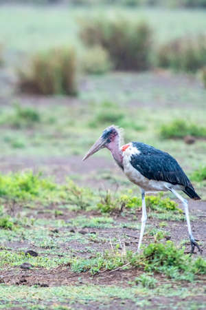Marabou Stork taking a stroll in the serengeti in Africaの写真素材
