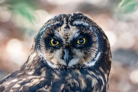 Galapagos Short Eared Owl at ground level in the Galapagosの素材 [FY310179277075]