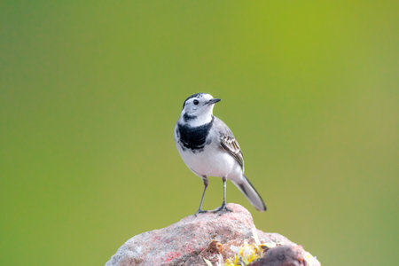 White Wagtail - Motacilla alba, small popular passerine bird from European fileds, meadows and wetlandsの写真素材