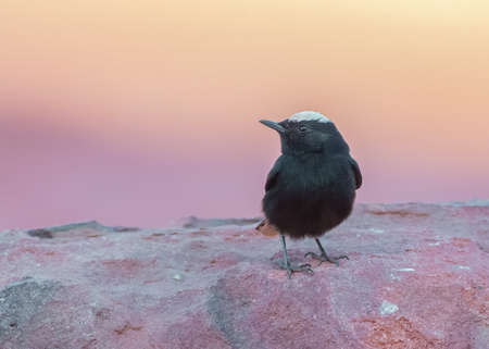 White Crowned Wheatear at sunset in Jordanの写真素材