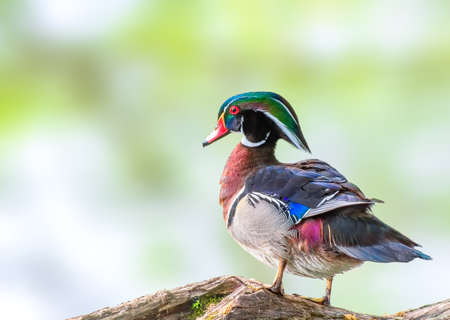 Male Wood duck by the lake on a logの写真素材