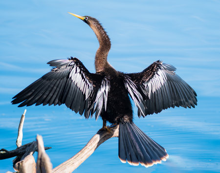 Anhinga spreading its wings and sun bathing, Floridaの写真素材