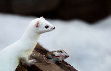 Ermine also known as stoat in Sax SIm Bogの写真素材