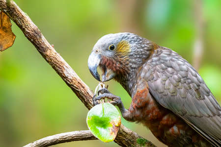 Kaka parrot in the canopy of Stewart Island in New Zealandの写真素材