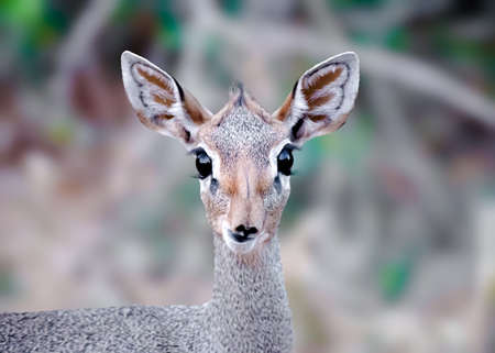 Dik DIk googly eyes is contemplating crossing the roadの写真素材