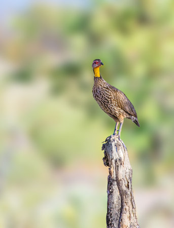 Yellow Necked Francolin with yellow bare skin on the throat and red bare skin around the eyes.の写真素材