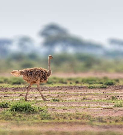 Ostrich strutting along in the savannas of Africaの写真素材