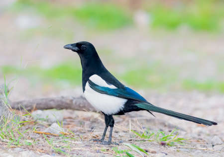 Beautiful Eurasian Magpie on the ground foraging in Greeceの写真素材