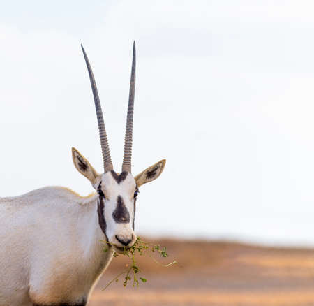 Arabian Oryx, an endangered species in the desert of Jordanの写真素材