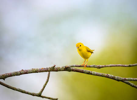American Yellow Warbler aka tweety perched on a treeの写真素材