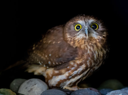 Morepork owl not happy to see the photographer in Australiaの写真素材