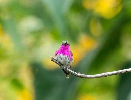 Wine throated hummingbird perched on a tree