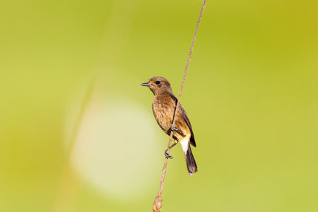 A Pied Buschat perched on reeds in Indiaの写真素材
