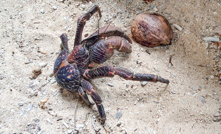 Up Close with the Mighty Coconut Crab of Vanuatu