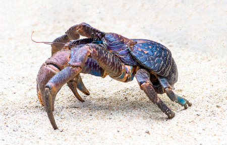 Up Close with the Mighty Coconut Crab of Vanuatu