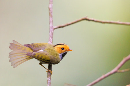 Rufous Faced Warbler perched on a tree with its tail feathers fanned out