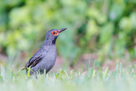 Red Legged Thrush foraging for foodの写真素材
