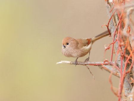 Vinous Throated Parrotbill being plump and cuteの写真素材