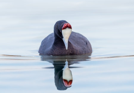 Red Knobbed Coot floating in a lakeの写真素材
