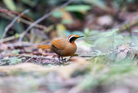 Rail Babbler signing his hearts outの写真素材