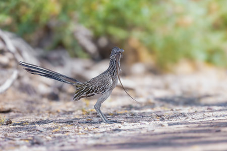 Greater roadrunner running from a Coyoteの写真素材