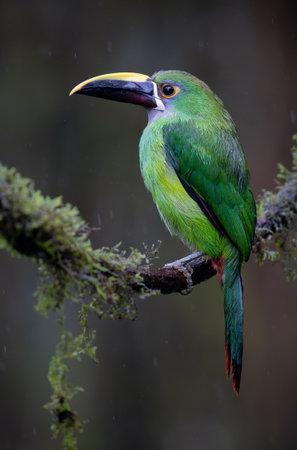 Emerald Toucanet perched on a mossy branchの写真素材