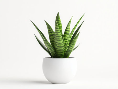 Potted snake plant, Sansevieria, green pointed leaves, white round ceramic pot, minimalist design, indoor plant, clean background, high contrast, sharp details, botanical illustration style, houseplant, modern decor, isolated object, studio lighting, crisp shadowsの素材