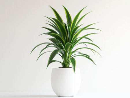 Indoor plant, tropical foliage, large green leaves, white ceramic vase, minimalist design, clean background, houseplant, dracaena, interior decoration, modern aesthetic, botanical, simple elegance, potted plant, vertical composition, fresh greenery, white and green contrast, tall planter, organic shape, crisp details, studio lighting -の素材