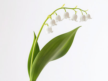 Lily of the valley flower, single green leaf, white bell-shaped blooms, botanical illustration, macro photography, high detail, soft lighting, pure white background, delicate nature, spring flora, photorealistic, 8K resolution, studio shot, minimalist compositionの素材