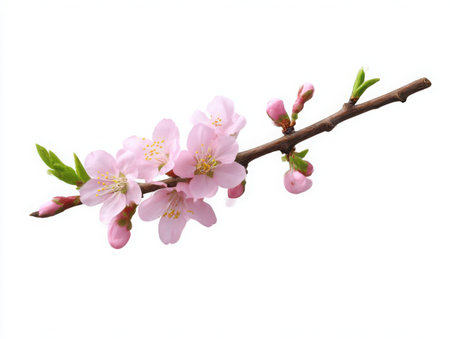A delicate twig with pink blossoms and buds. The image showcases the beauty of spring with its fresh, vibrant colors and intricate floral details, captured in a clean, isolated studio shot.の素材