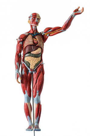 Human body anatomy modelの写真素材