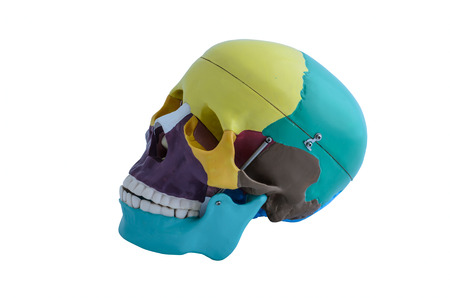 Skull bone anatomy model on white backgroundの写真素材