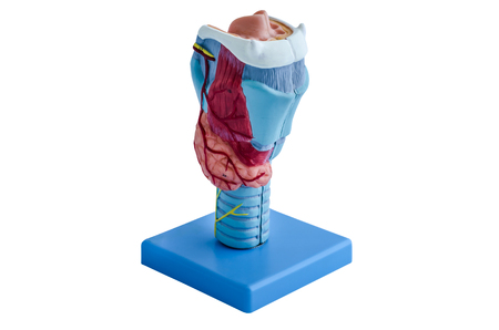 anatomy model of pharynx on white backgroundの写真素材