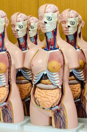 Internal and external body human anatomy modelの写真素材