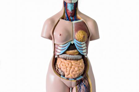 Human body anatomy modelの写真素材