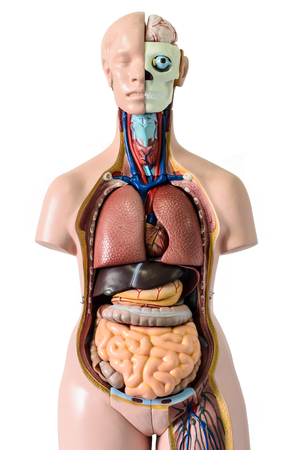 Human body anatomy modelの写真素材