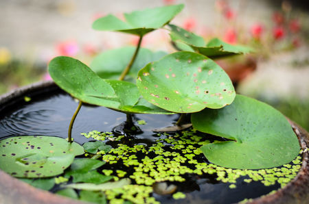 Lotus leaves in big outdoor water potの写真素材