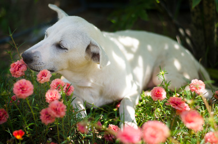 Cute happy white dog sitting and smelling sun plant in old rose sun plant fieldの写真素材