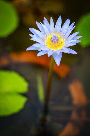 Beautiful purple lotus flower on waterの写真素材