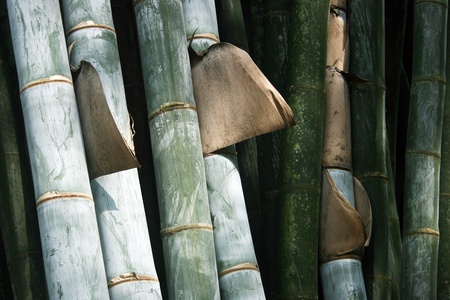 Green Bamboo.の写真素材
