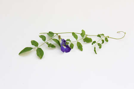 Butterfly pea flower-based powder and beverages, bread, foodsの写真素材