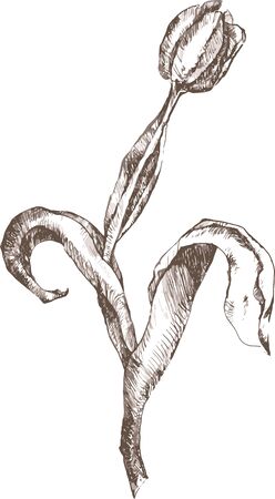 Sketch elegant illustration of flowers. Stylish design template for greeting card, invitation, banner, poster with draw a pencil spring flowers on a white background. Sketch vector illustrationのイラスト素材