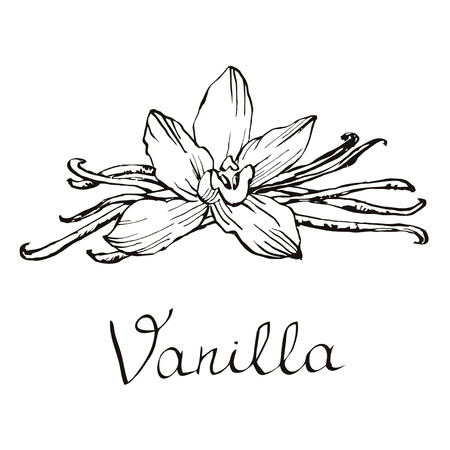 Vanilla flowers and beansのイラスト素材
